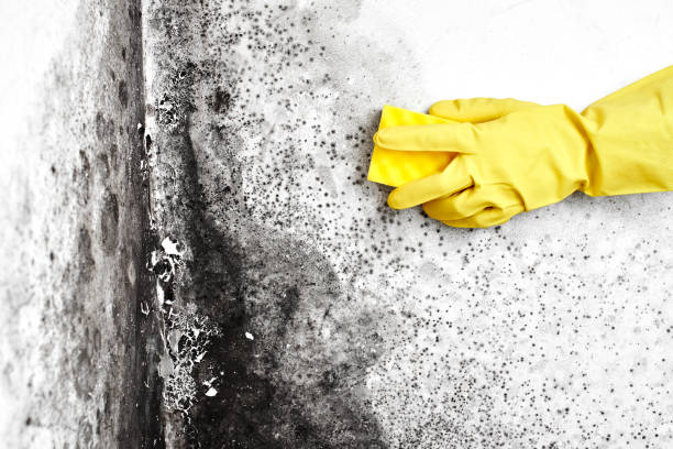 Why You Should Choose Our Mold Remediation Services in Lake View, AL